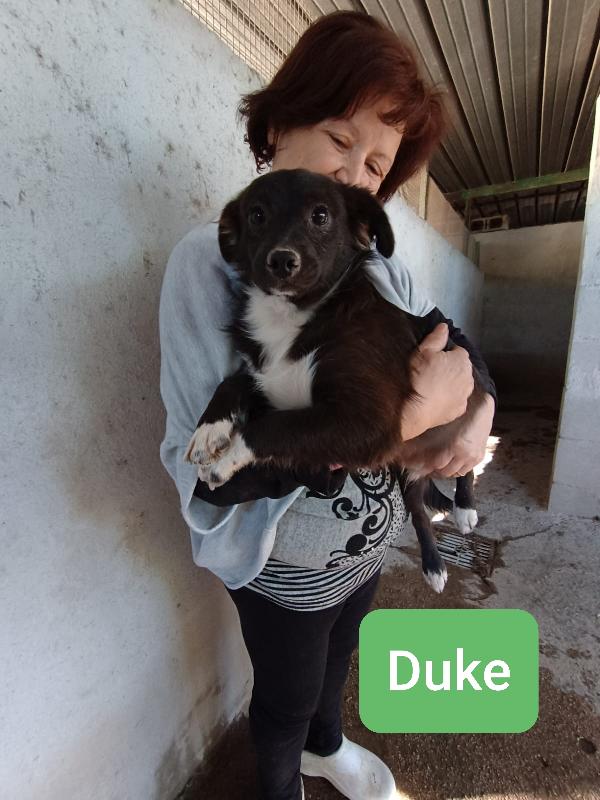 CUCCIOLI DI 5 MESI TAGLIA PICCOLA Foto 4